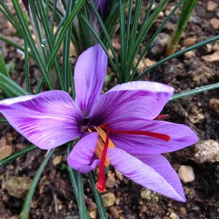 Logis Domaine Du Chatelard 4*