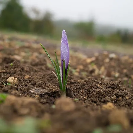 Logis Domaine Du Chatelard 4* Dirac