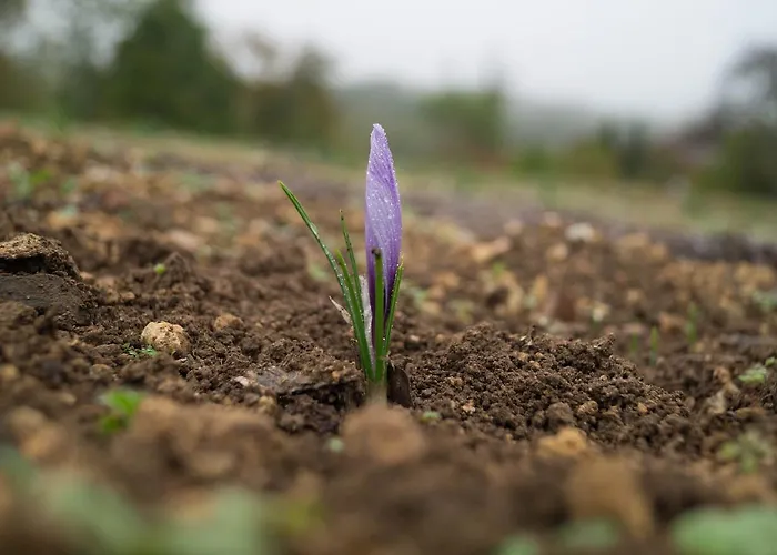 Logis Domaine Du Chatelard 4* Dirac